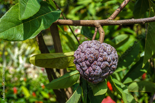 Its widespread cultivation, many local names have developed for the fruit. In English, it is most widely known as a sugar apple or sweetsop as well as a custard apple, photo