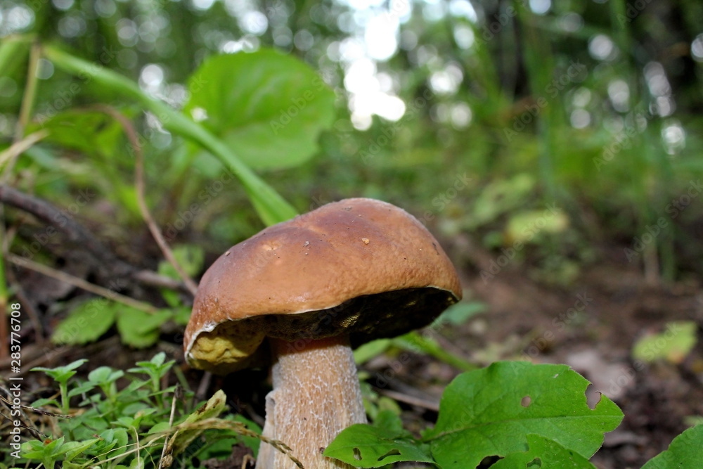 Edible mushroom of medium size, growing in the forest in the middle of summer. A unique image of the surrounding nature. Edible mushroom of medium size, growing in the forest in the middle of summer. A unique image of the surrounding nature.