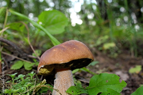 Edible mushroom of medium size, growing in the forest in the middle of summer. A unique image of the surrounding nature.