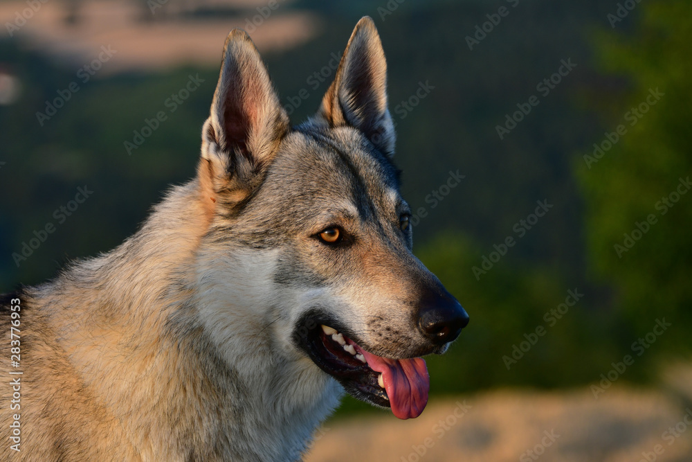 Portrait of a czechoslovakian wolfdog.