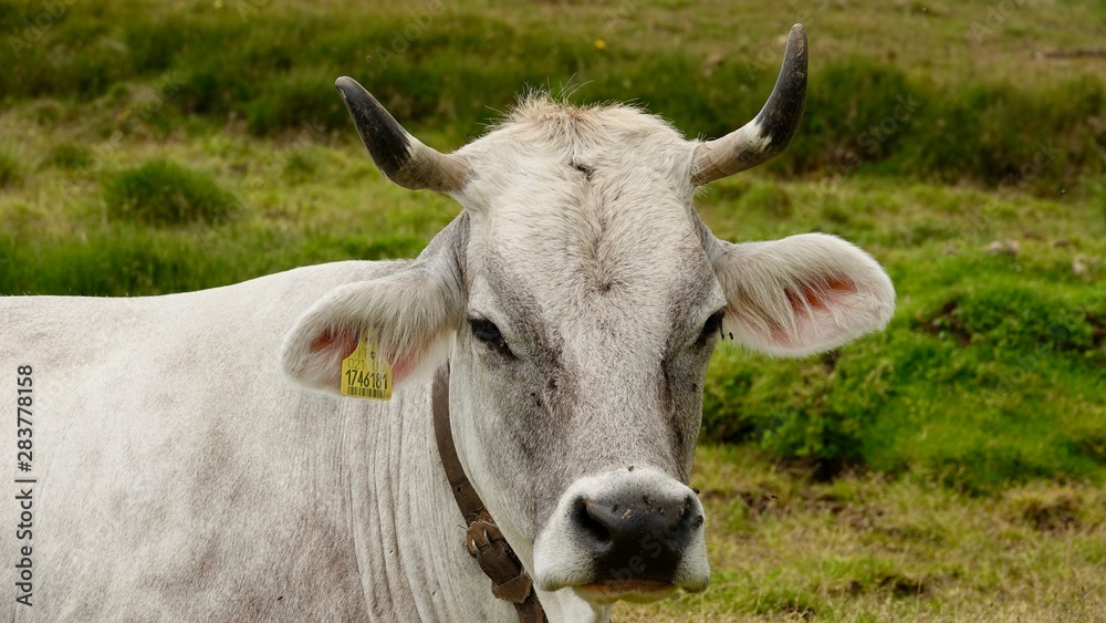 Kühe, Kuh in den Bergen, Almwiese mit Rind in den Alpen