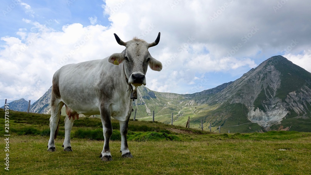 Kühe, Kuh in den Bergen, Almwiese mit Rind in den Alpen Kühe, Kuh in den Bergen, Almwiese mit Rind in den Alpen