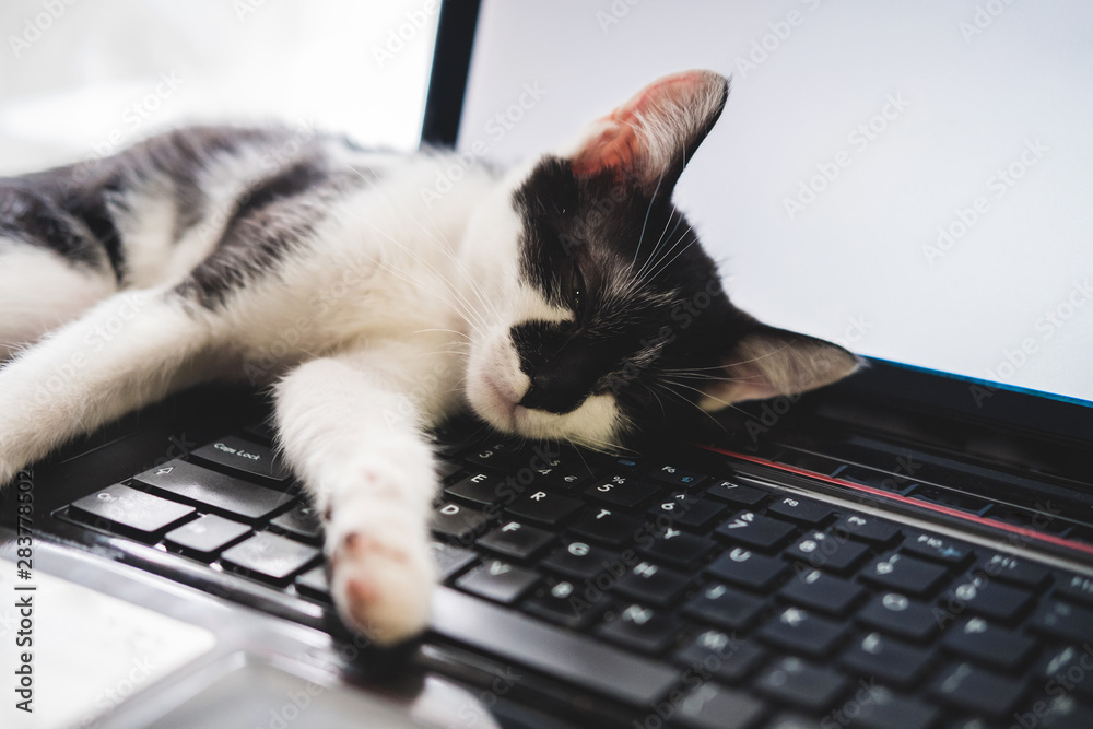Funny black and white tuxedo kitten lazily lies on laptop keyboard and looks at the camera. - obrazy, fototapety, plakaty 