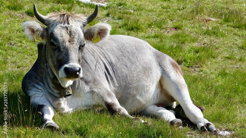 Kühe, Kuh in den Bergen, Almwiese mit Rind in den Alpen © Omm-on-tour