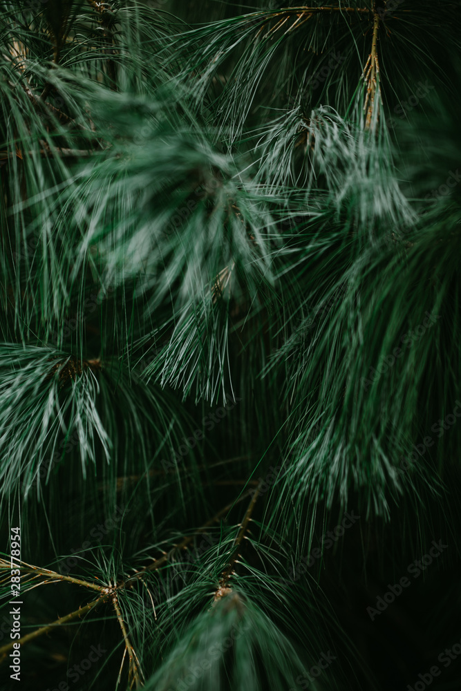 coniferous green abstract background