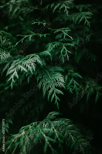 Fototapeta Naklejka Na Ścianę i Meble -  coniferous green abstract background