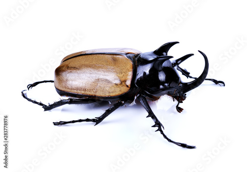 Rhinoceros beetle, Rhino beetle, Hercules beetle, Unicorn beetle, Horn beetle isolated © phongsakon