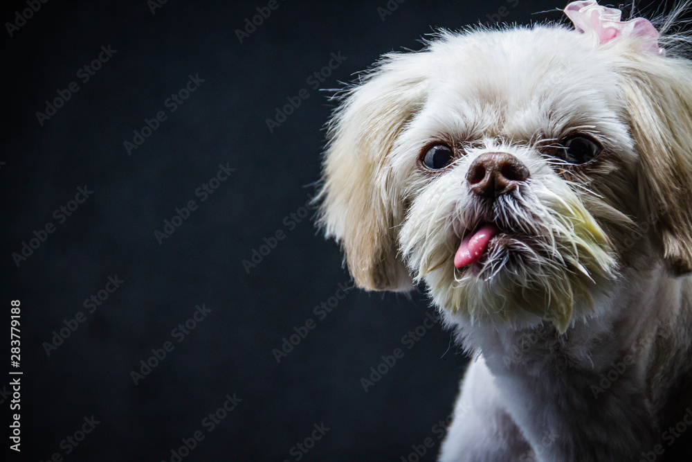 A small white Shih Tzu sitting in front of a black background Looking at the world around her. A small white Shih Tzu sitting in front of a black background Looking at the world around her.