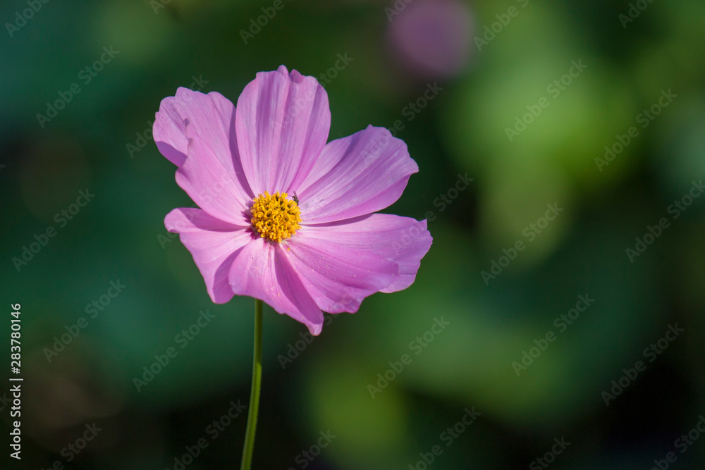 Violet flower on a sunny day against green natural background. Close-up Violet flower on a sunny day against green natural background. Close-up