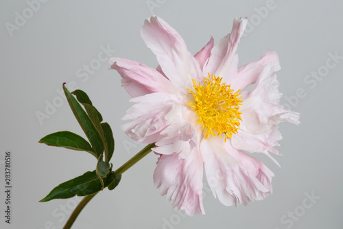 Tender pink peony flower isolated on gray background.