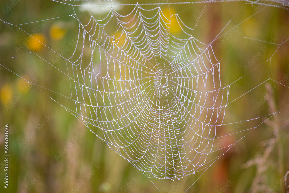 Close up of a spider web with drops of water after fog on a blurred natural background.