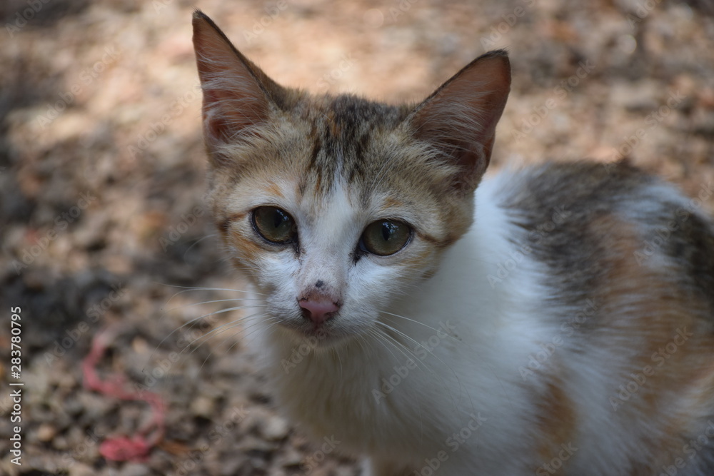 portrait of a cat