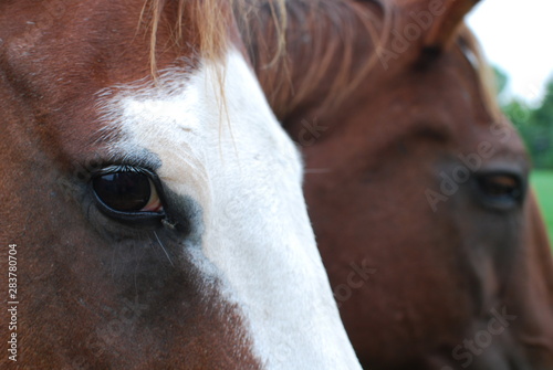 Portrait of a horse 
