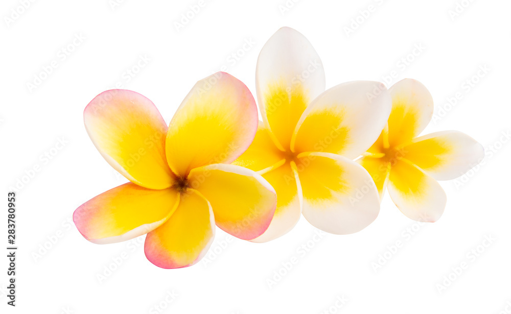 frangipani flowers isolated