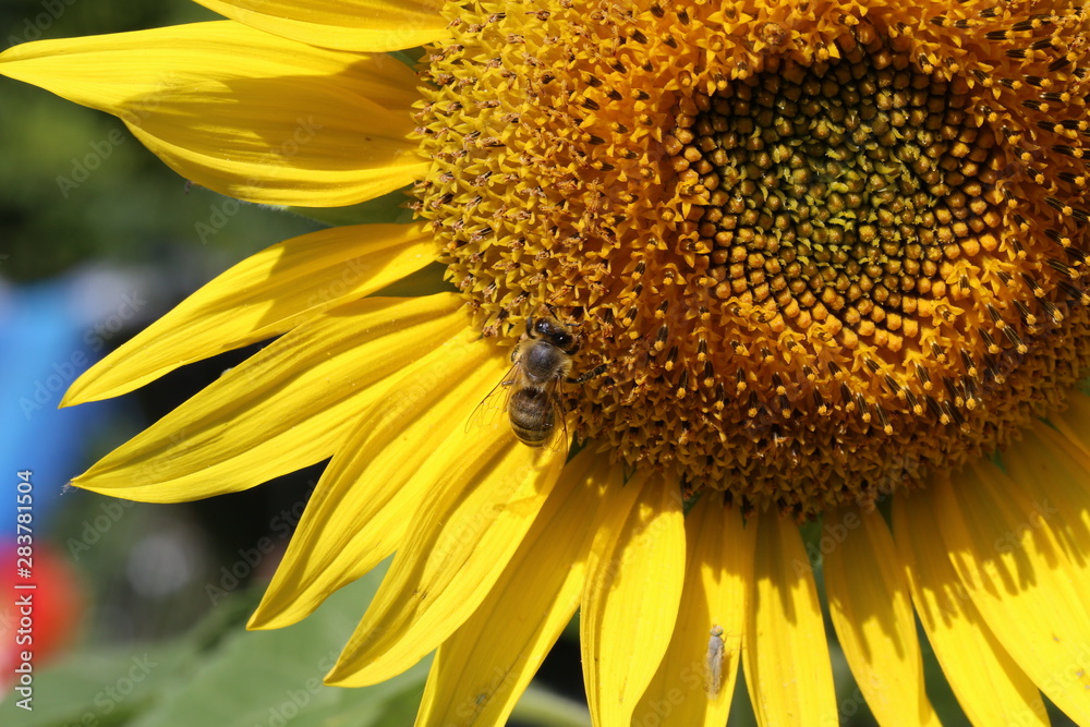 A bee sitting on a flower and collecting nectar A bee sitting on a flower and collecting nectar