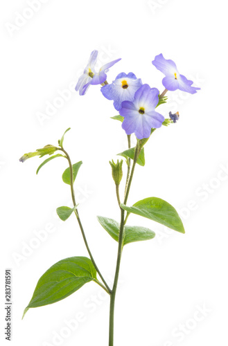 Fototapeta Naklejka Na Ścianę i Meble -  browllia flower isolated
