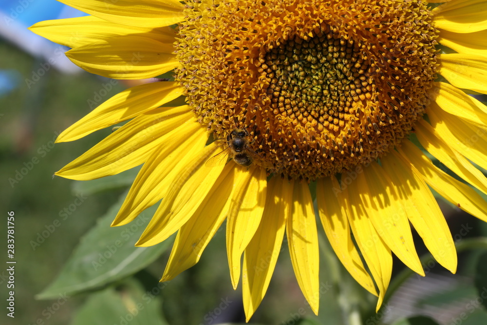 A bee sitting on a flower and collecting nectar A bee sitting on a flower and collecting nectar