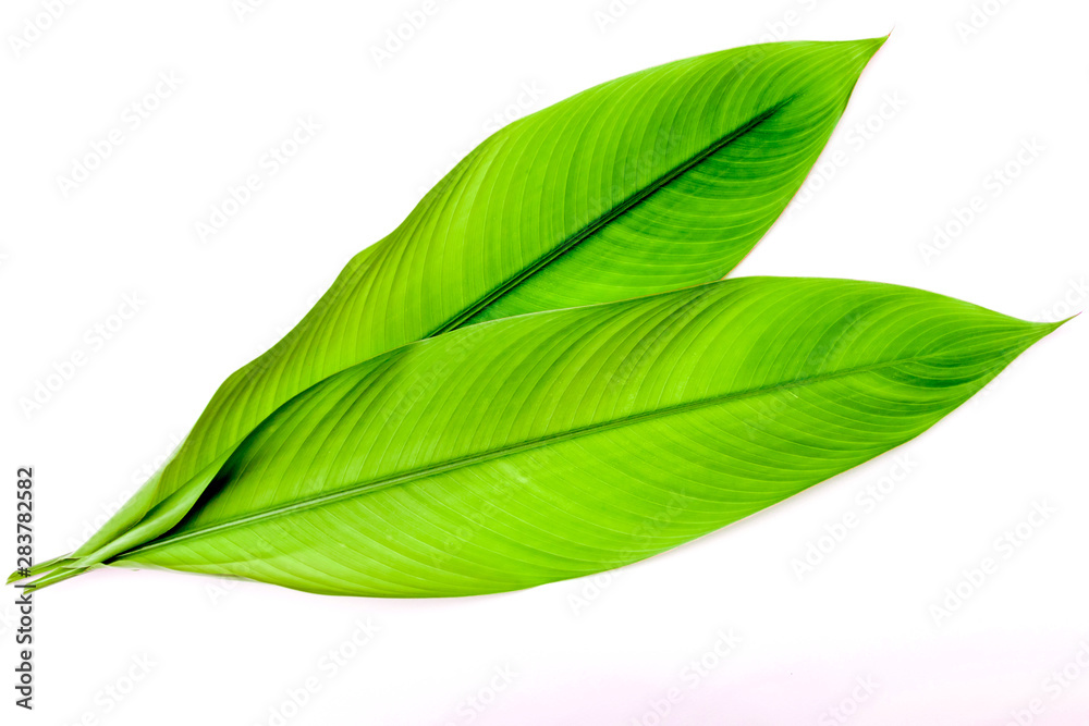 Obraz premium Green galangal leaves isolated on white background.