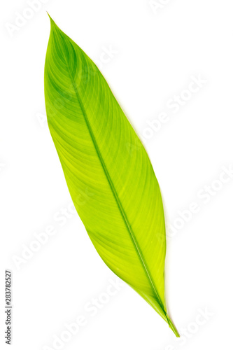 Green galangal leaves isolated on white background.