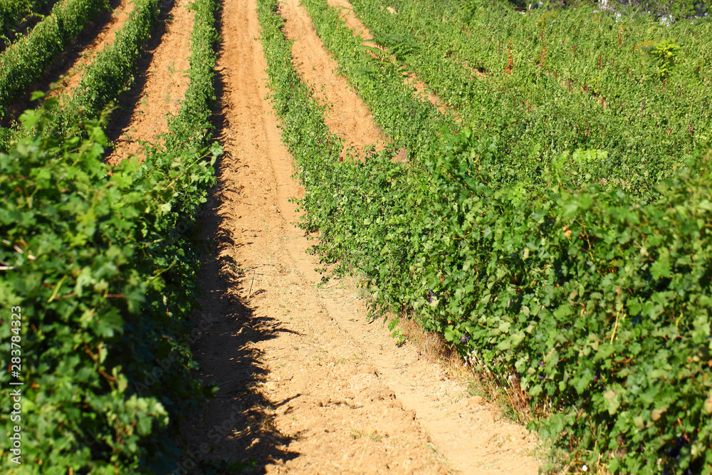 Vineyards bushes rows of ripening grapes on a clear day. Vineyards bushes rows of ripening grapes on a clear day.