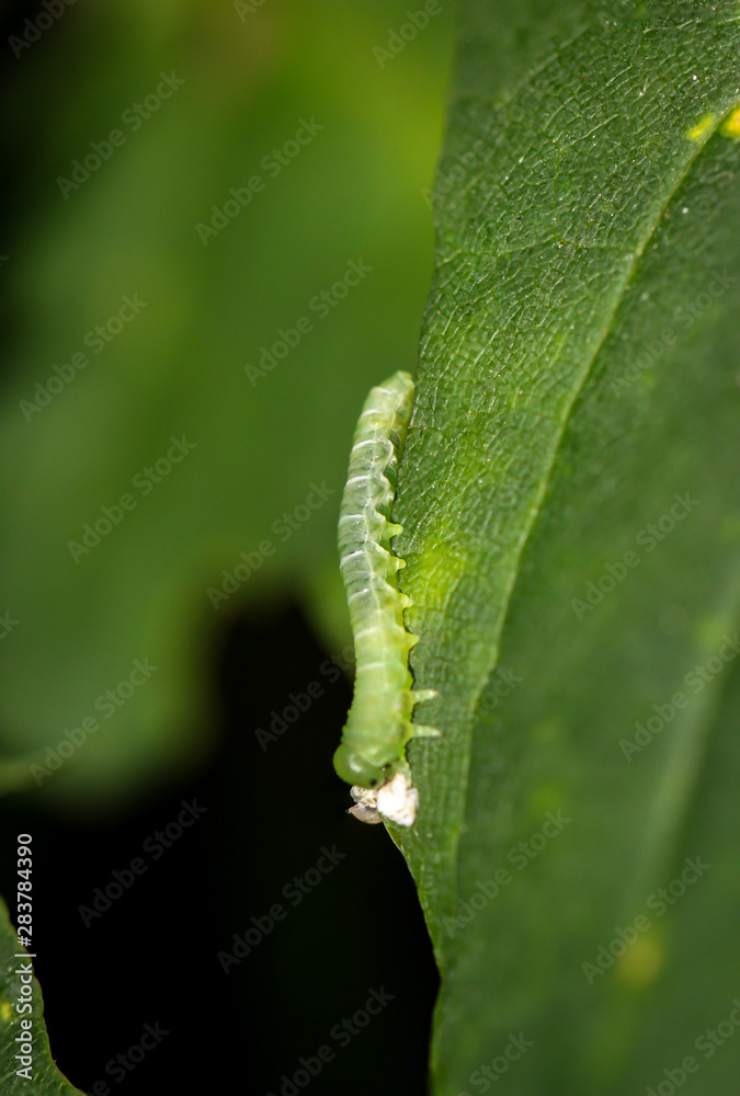 Schmetterlingsraupe