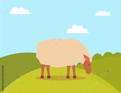 Sheep grazing on grass  side view of farm animal standing on grass  goat with white wool eating outdoor  green hills and cloudy sky  farming vector