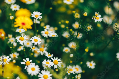 Chamomile in garden. white flowers of chamomile daisy © Anastassiya 