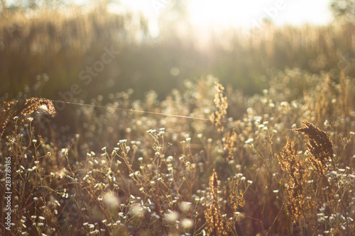 Chamomile pharmacy in the rays of the sunset in the autumn close-up. Web in Romashkovo field in Golden sunlight.