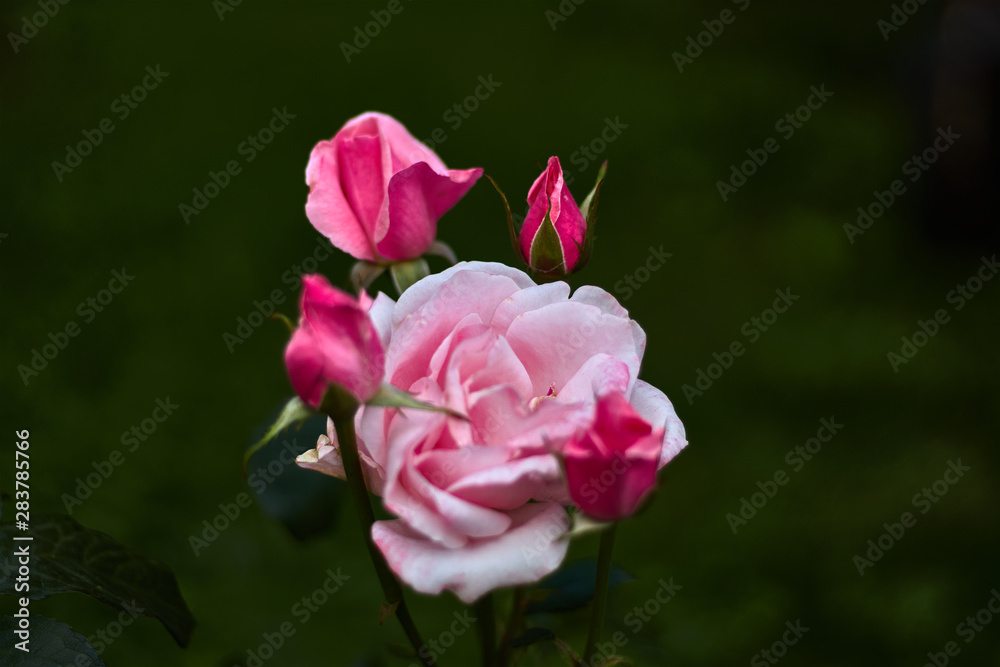 Pink rose with four buds