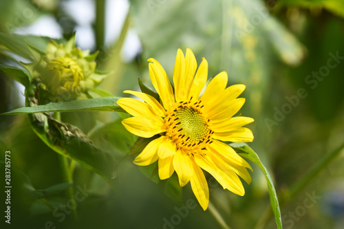 tournesol huile graine fleur jaune soleil