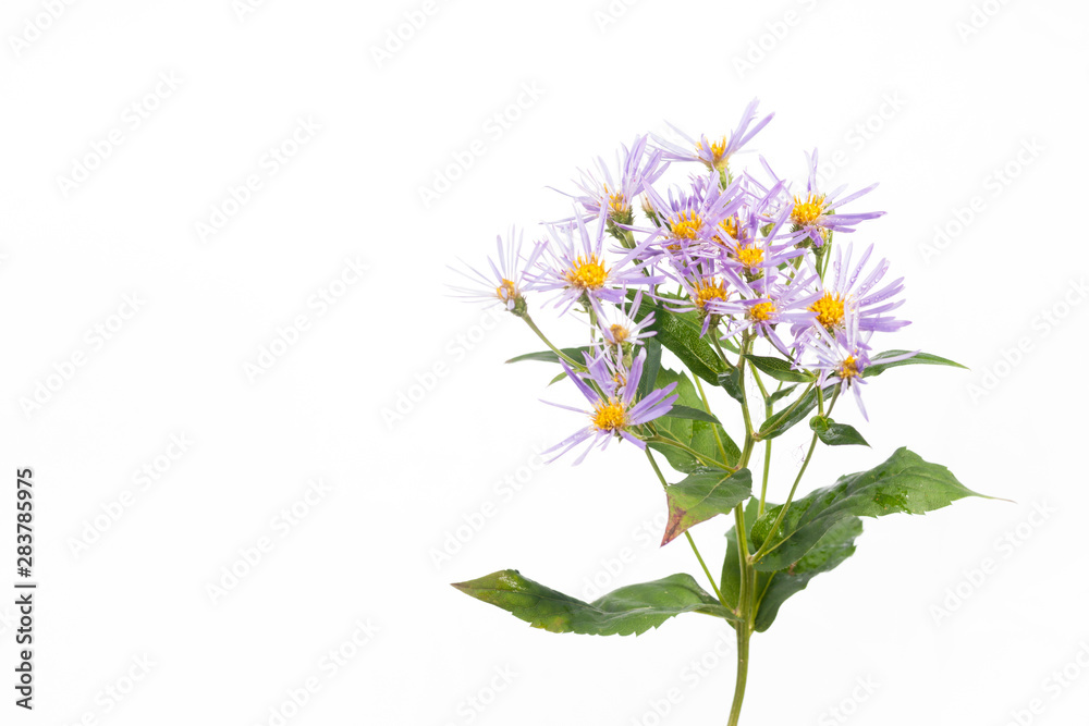Aster subspicatus - Late Summer Flowers