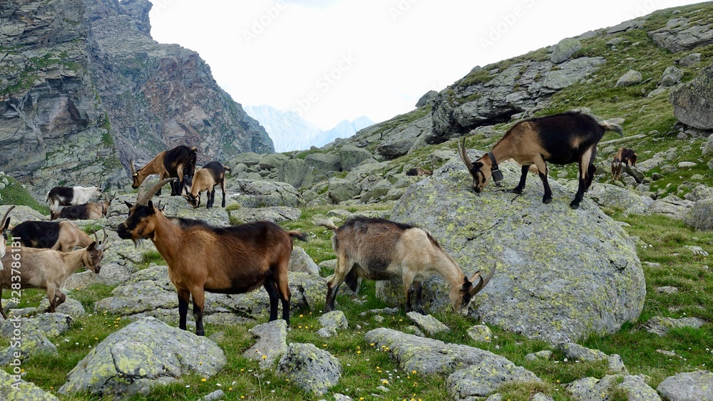 Ziegenherde in den Alpen, Dolomiten Ziegenherde in den Alpen, Dolomiten