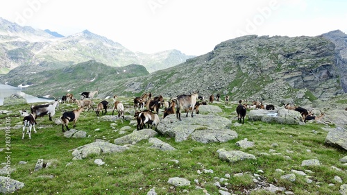 Ziegenherde in den Alpen, Dolomiten © Omm-on-tour