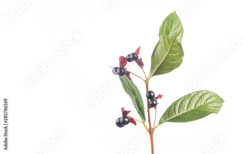 Shiny Twinberries - Lonicera involucrata