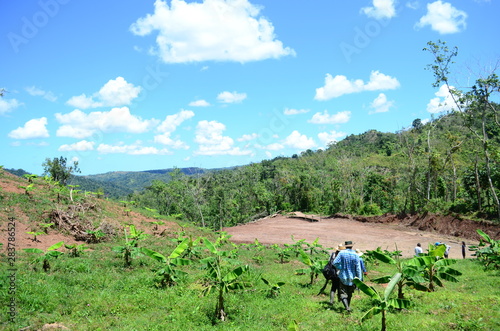 Group of farmers walking down the side of a mountain. Coffee and Plantain farm in Puerto Rico. Puerto Rican agriculture and farming. Anonymous farmers walking around a plantation. 