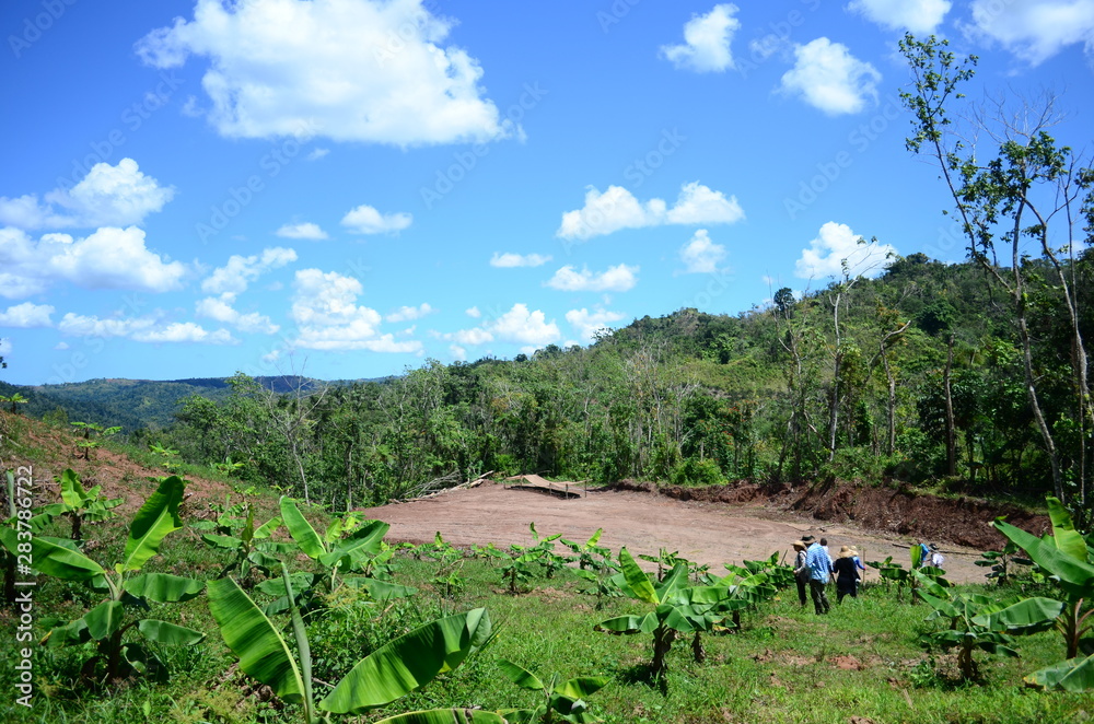 Group of farmers walking down the side of a mountain. Coffee and Plantain farm in Puerto Rico. Puerto Rican agriculture and farming. Anonymous farmers walking around a plantation. 