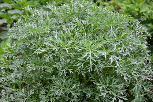 Shrub of silver wormwood on the meadow close-up