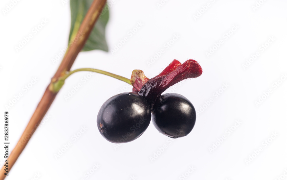 Fototapeta premium Pair of Twinberries - Lonicera involucrata