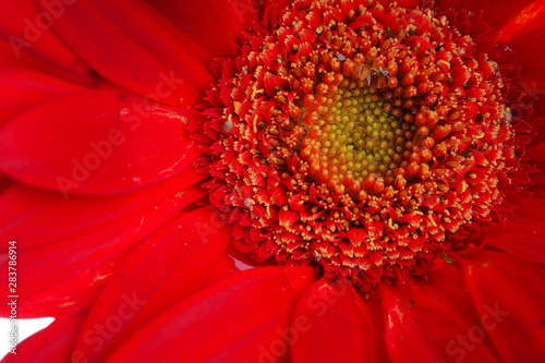 Abstract of colorful red gerbera flower