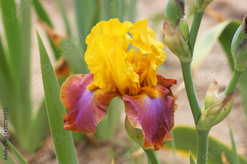 Iris in yellow and purple photo