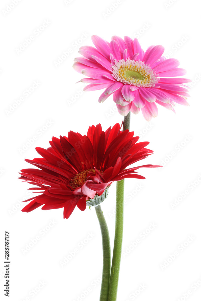 Pink and red gerbera flower on the white Pink and red gerbera flower on the white