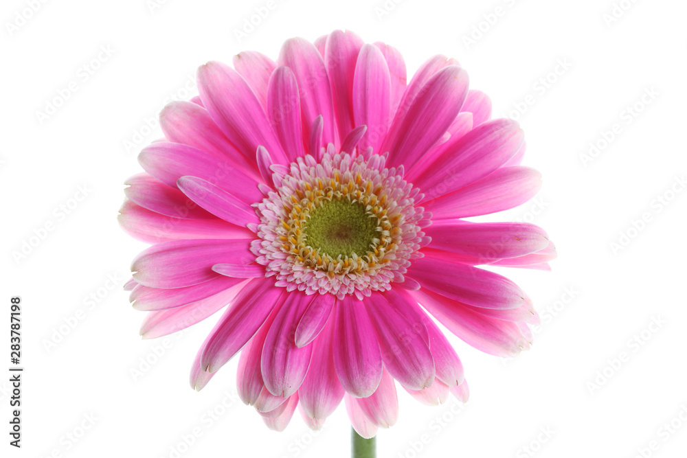 Pink gerbera flower on white