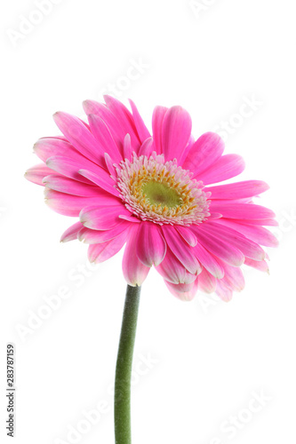 Pink gerbera flower on white
