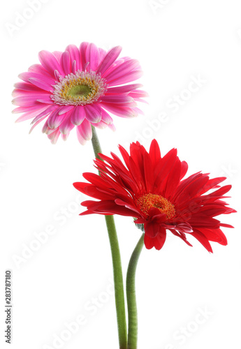 Pink and red gerbera flower on the white