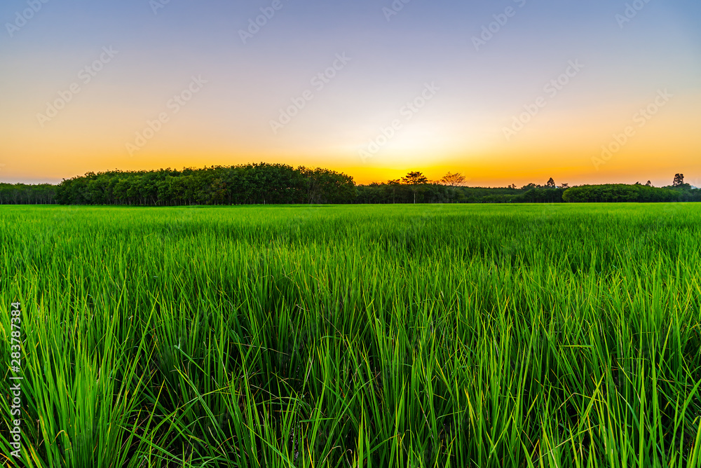 Rice field with color of sky in twilight