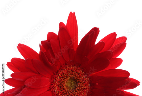 Red gerbera on the white