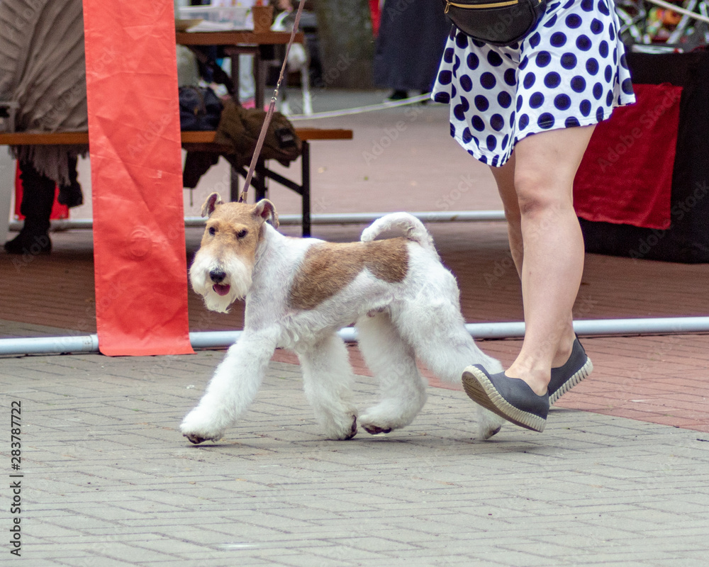 Dog fox terrier on dogs exhibition Dog fox terrier on dogs exhibition