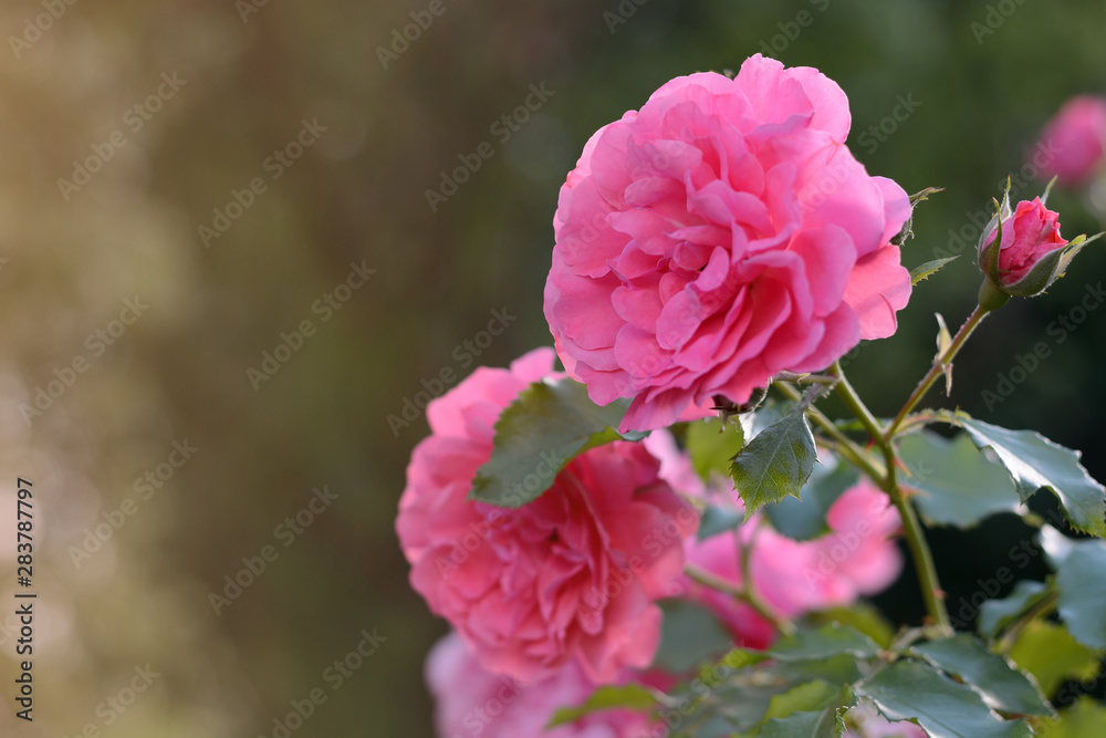 Pink roses blossoming flower bud closeup on sunset on green natural background Pink roses blossoming flower bud closeup on sunset on green natural background