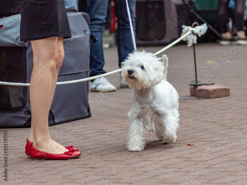 Dog west highland white terrier on dogs exhibition 