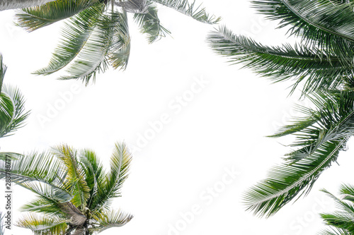 Coconut palm trees perspective view with copy space.